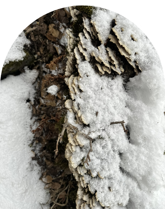 The mesmerizing sight of snow-laden pine and oak trees