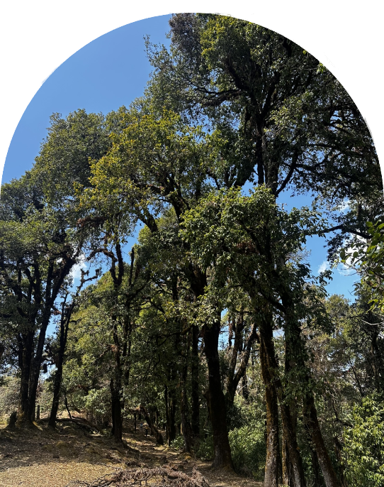Dense Oak Forest with Sun Rays Peeking Through