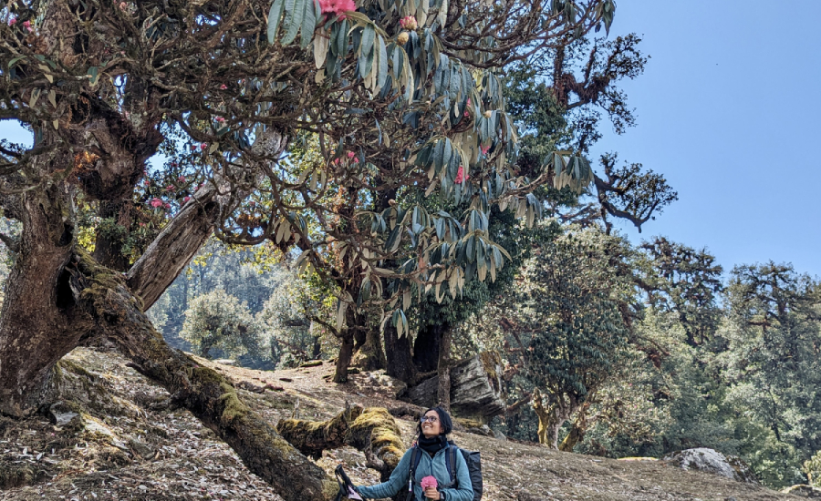 Rhodo forest