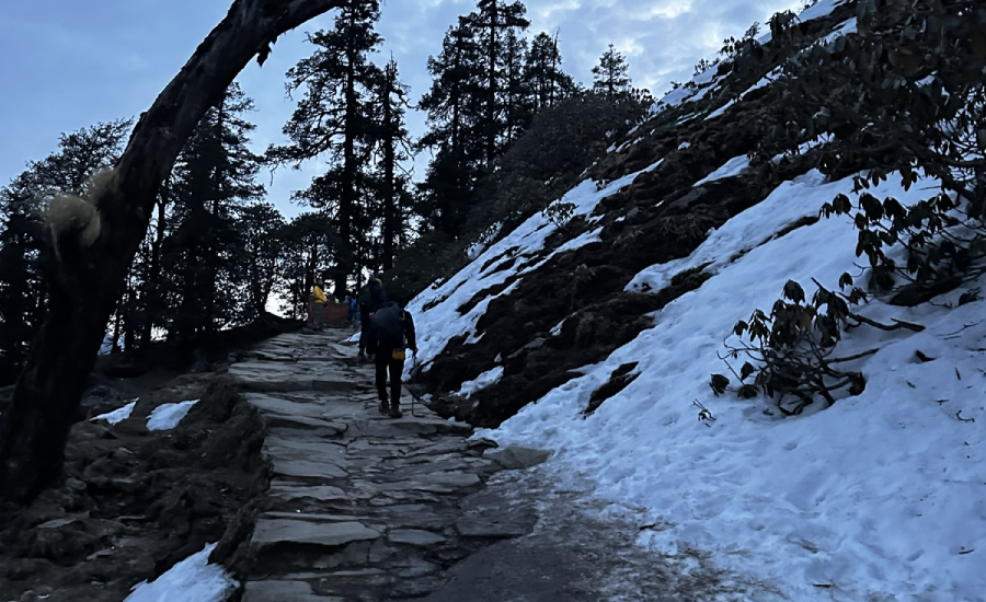 Snow-Covered Trails with Rhododendrons Blooming
