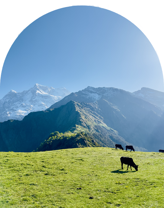 Cows grazing peacefully near Budha Madhyamaheshwar shrine—divine silence and life unfolding in the high Himalayas