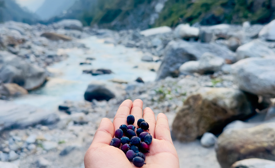 Locally foraged wild fruit growing in the Himalayan region—nature’s untouched offering from the trail