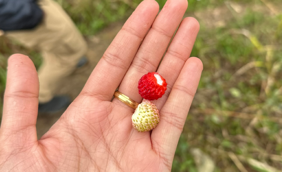 Wild berries found on the trail during Sandakphu Trek