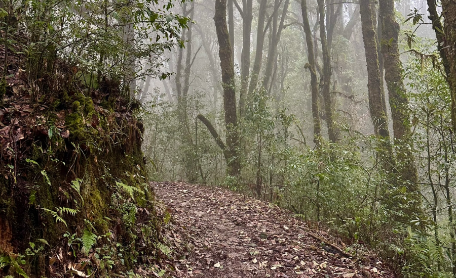 Ancient dense forest inside Singalila National Park