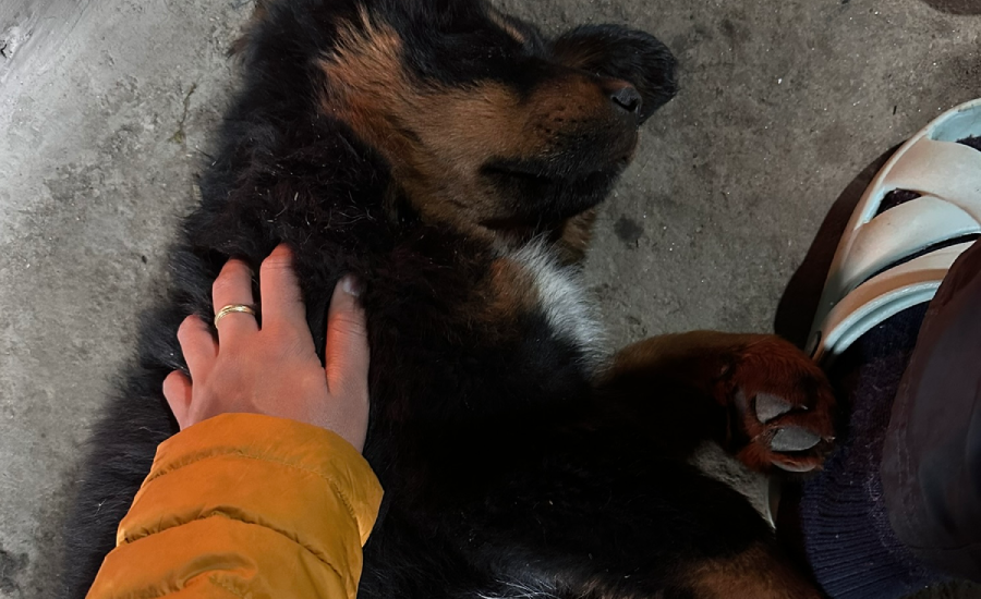 Mountain dog relaxing near mud stove in homestay kitchen