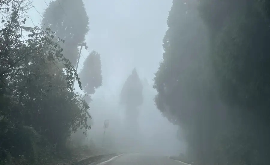 Beautiful forest roads near Sukna Wildlife Sanctuary during Sandakphu journey