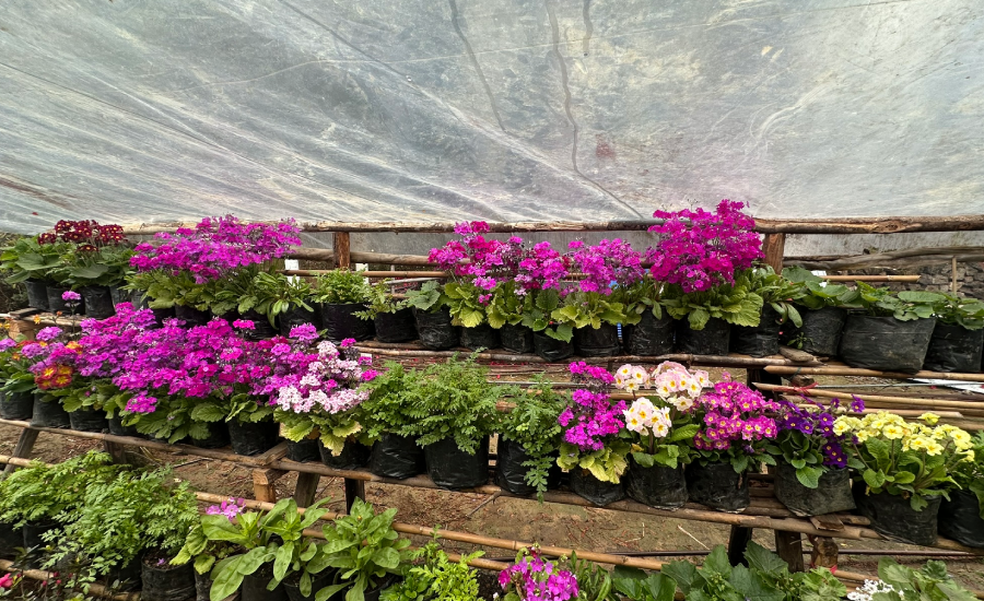 Beautiful flower nursery at mountain homestay in Rammam