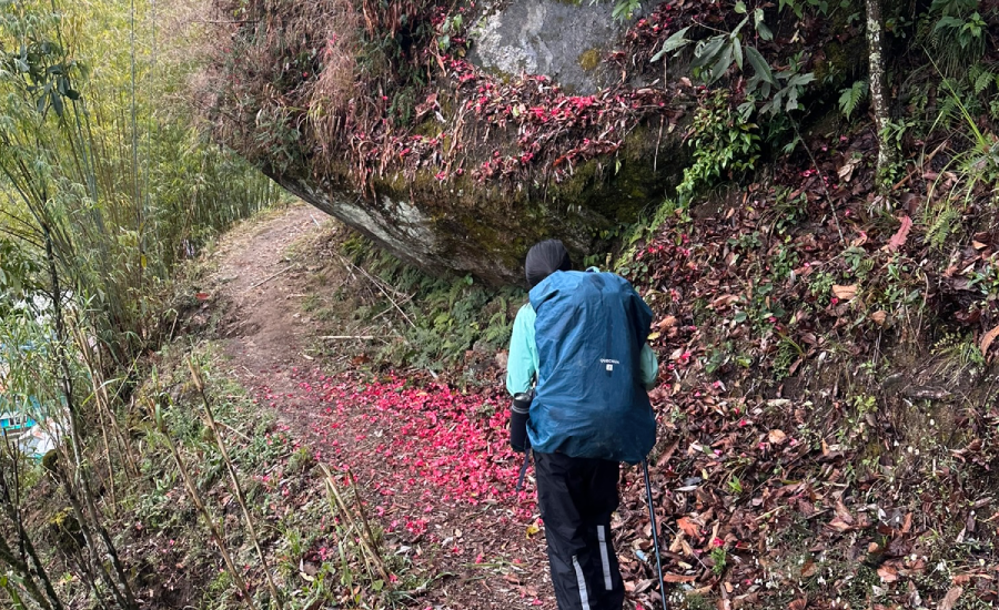 Rhododendron flowers blooming on trail toward Gurdum