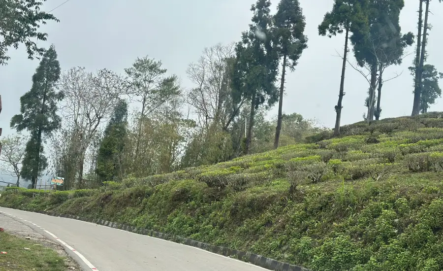 Scenic tea plantations and roads near Mirik in North Bengal