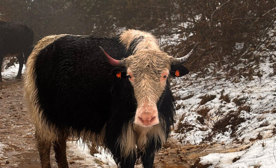 Yaks on snowy trail during Sandakphu Trek