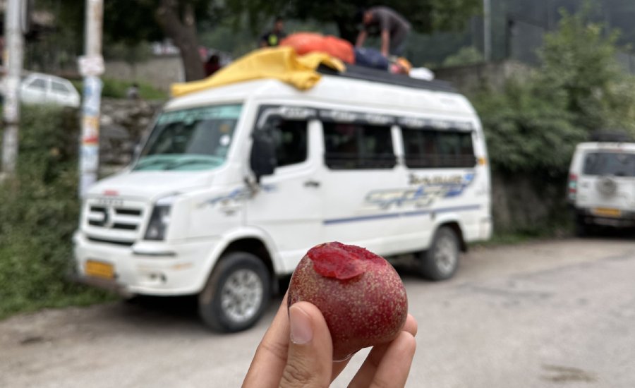 Fresh plums served at the Indiahikes Jungle Line Campus before leaving for Kibber